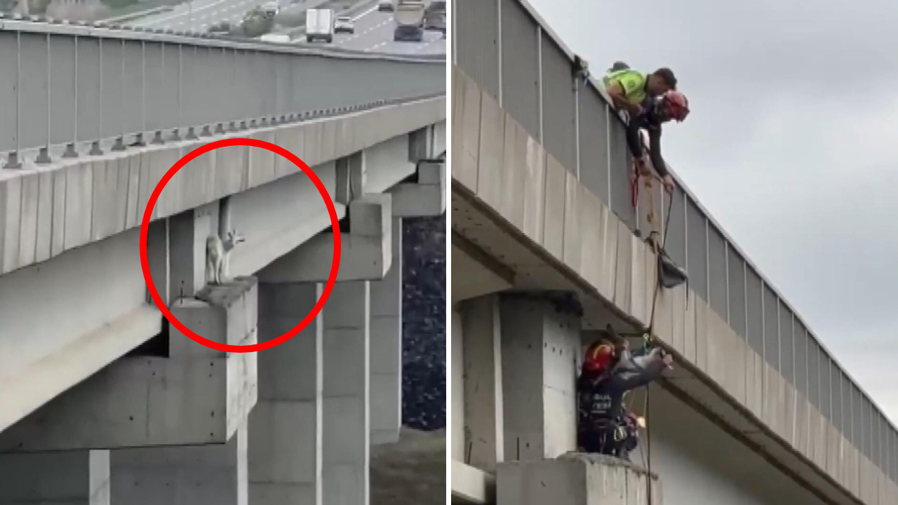 Kuzey Marmara Otoyolu’nda halatlı keçi kurtarma operasyonu